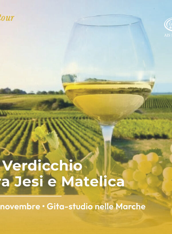 Il Verdicchio tra Jesi e Matelica