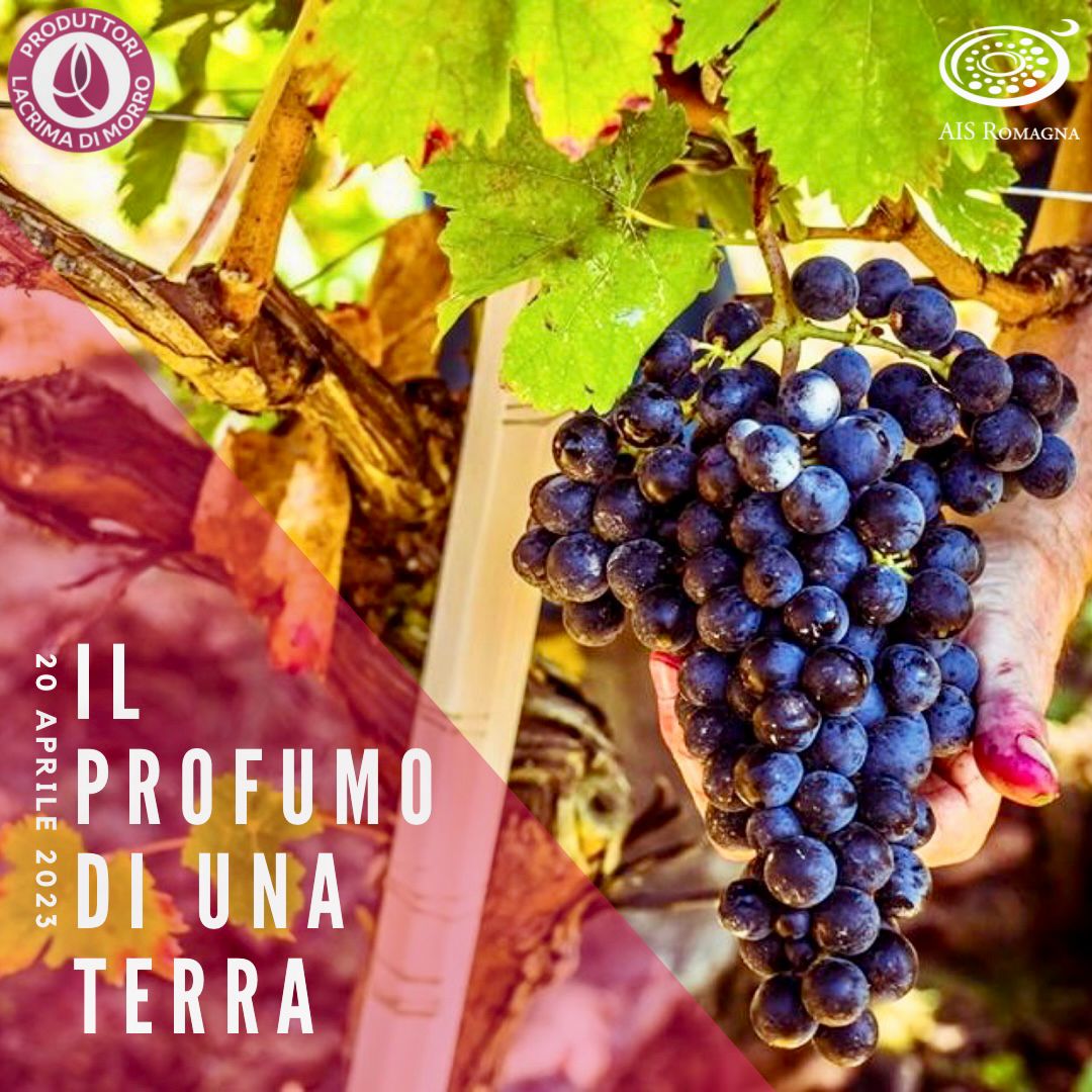 Wine Tasting: il profumo di una terra