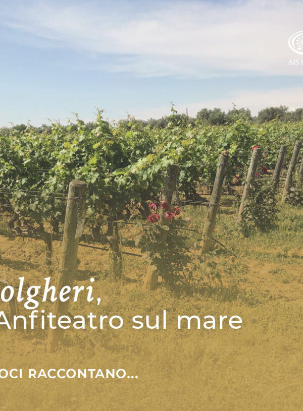 Bolgheri, l’Anfiteatro sul mare di Rachele Bellinazzi